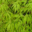 Acer palmatum dissectum 'Viridis'.png